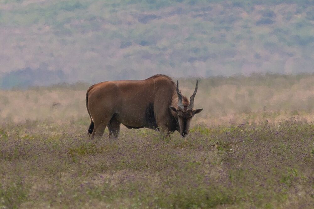 Common eland antelope in northern Tanzania