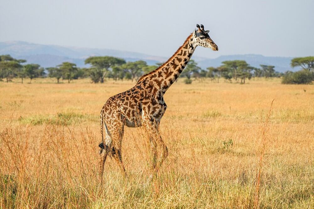 Serval Wildlife Day Trip
