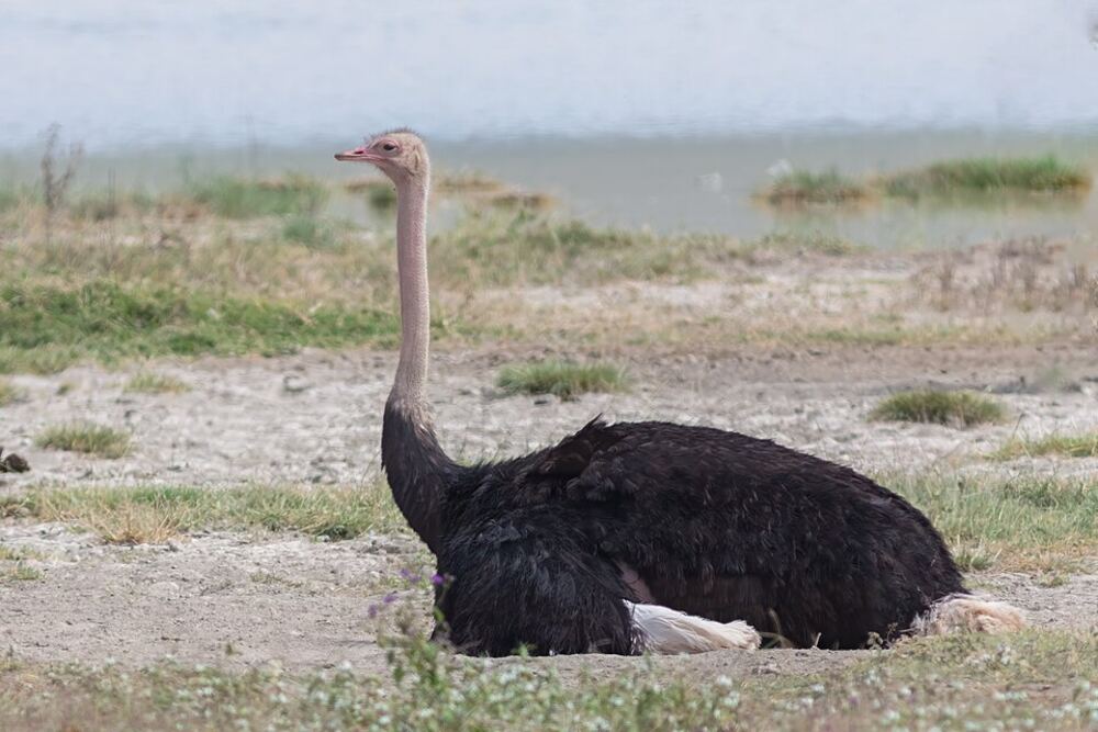 Common ostrich walking in northern Tanzania