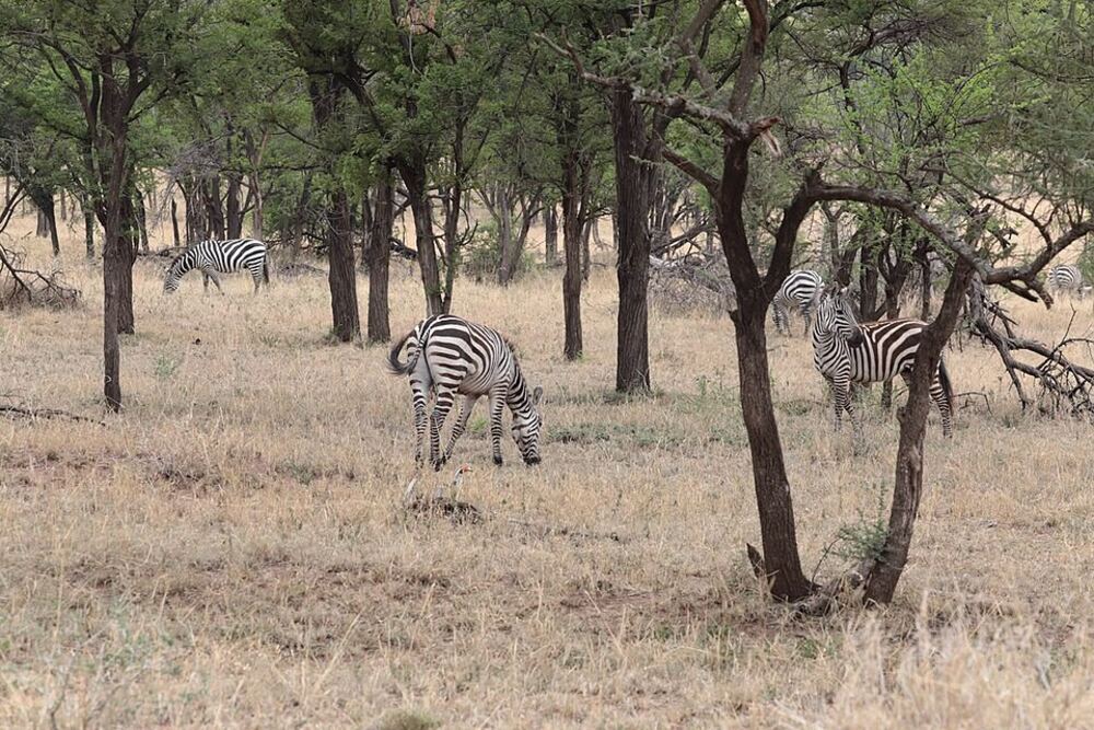 Zebras grazing among acacia trees on the Tanzanian plains